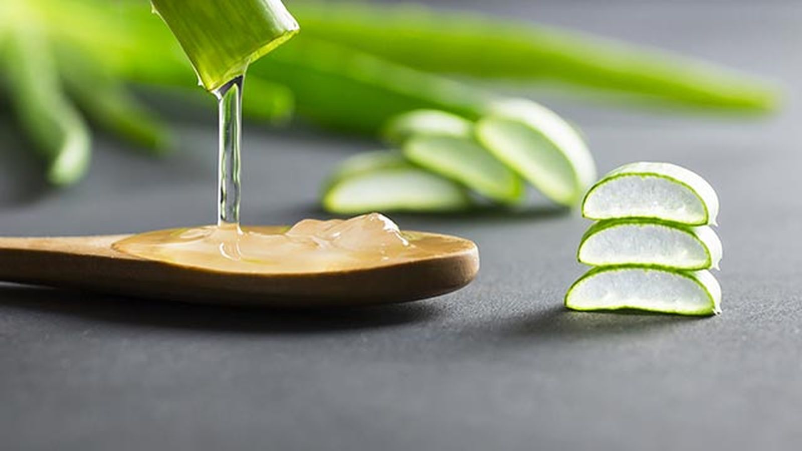 aloe vera planta medicinal refrescante y cicatrizante gel aloe vera planta medicinal refrescante y cicatrizante gel