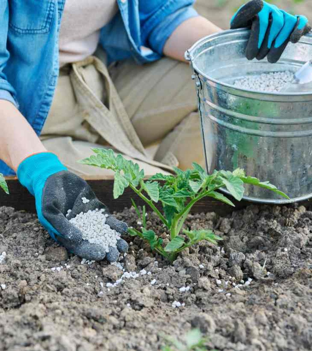 jardinero fertilizando plantas jovenes de tomate
