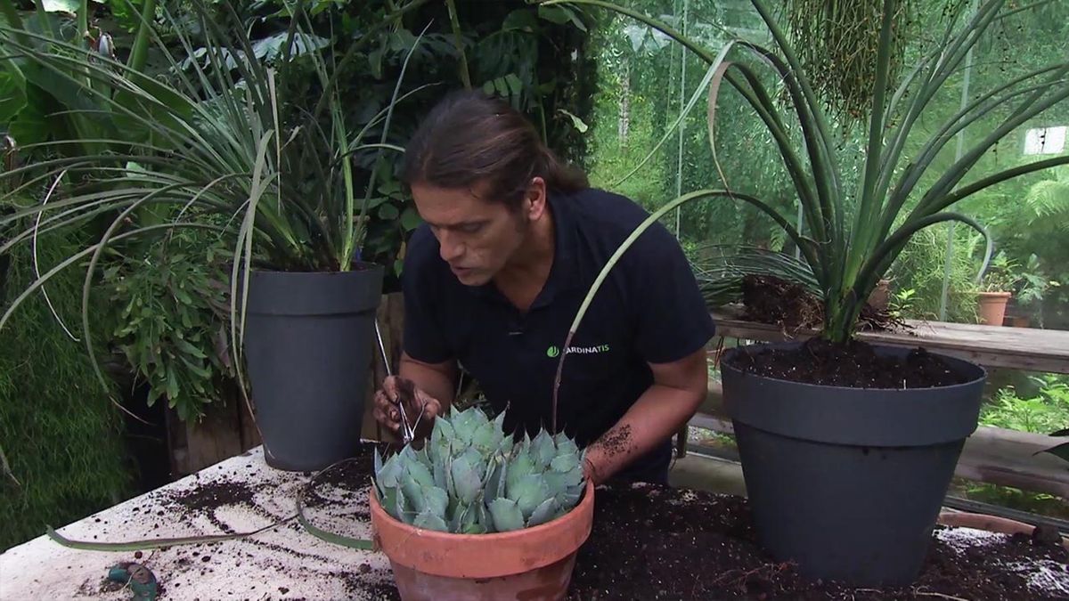 deco 780 jardin multiplicar agaves enano