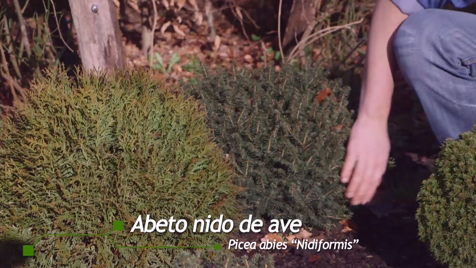 brico 939 3 coniferas forma esferica picea abies nidiformis brico 939 3 coniferas forma esferica picea abies nidiformis