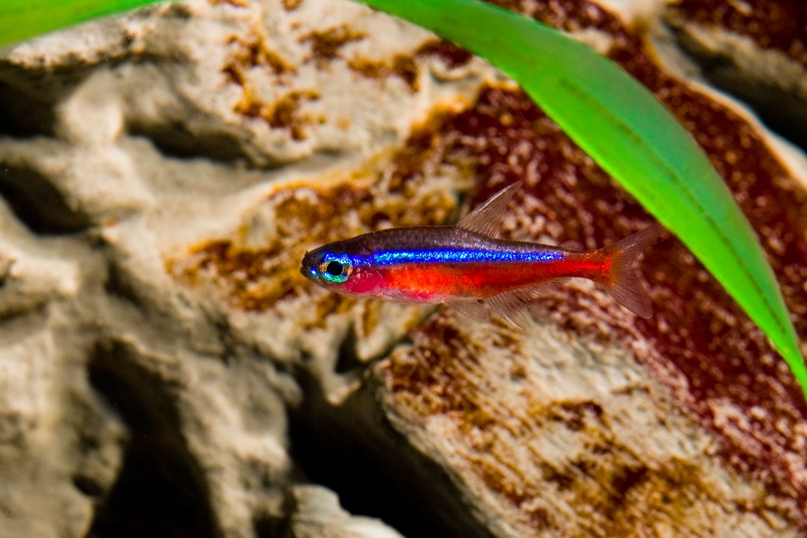 tetra cardenal xl tetra cardenal xl