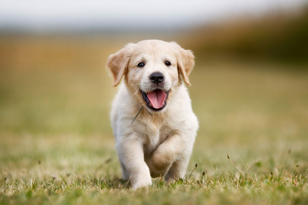 tipos de retriever golden retriever