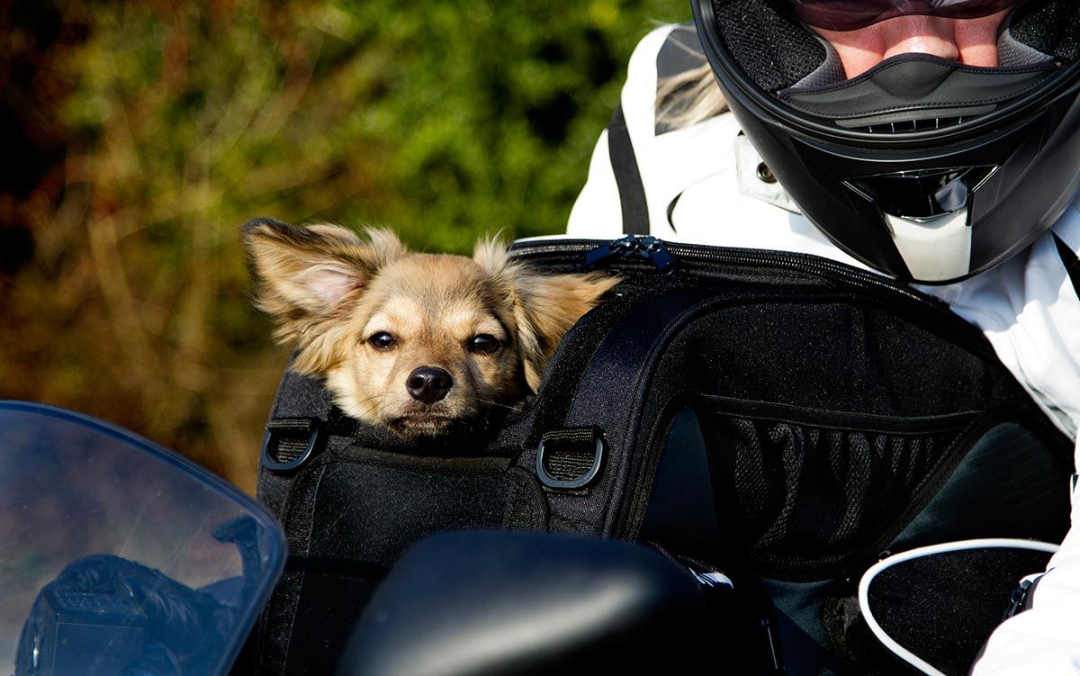 mascotas perros viajar moto3