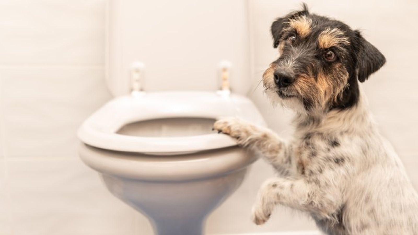 como cortar diarrea perros remedios caseros 8