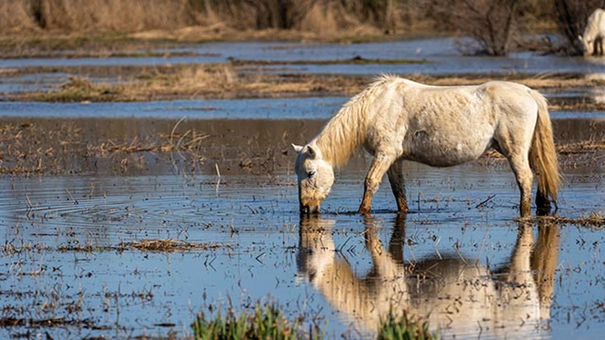 Caballo Marismeño
