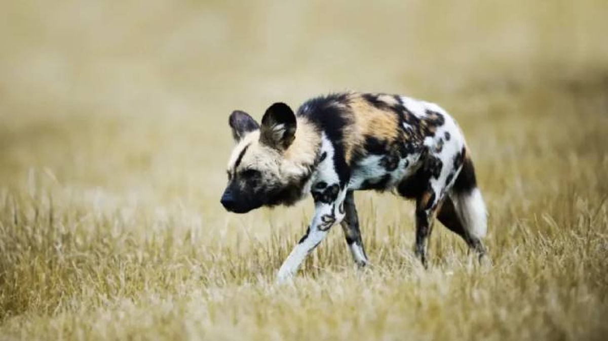 razas de perros salvajes