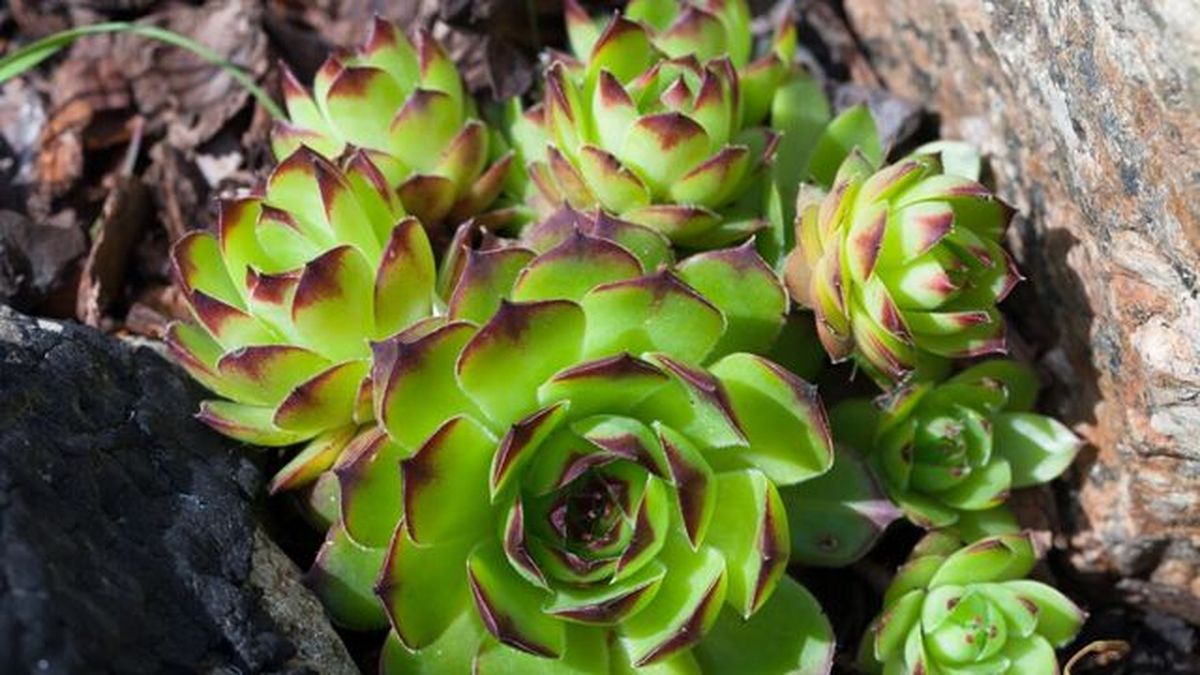 planta sempervivum tectorum