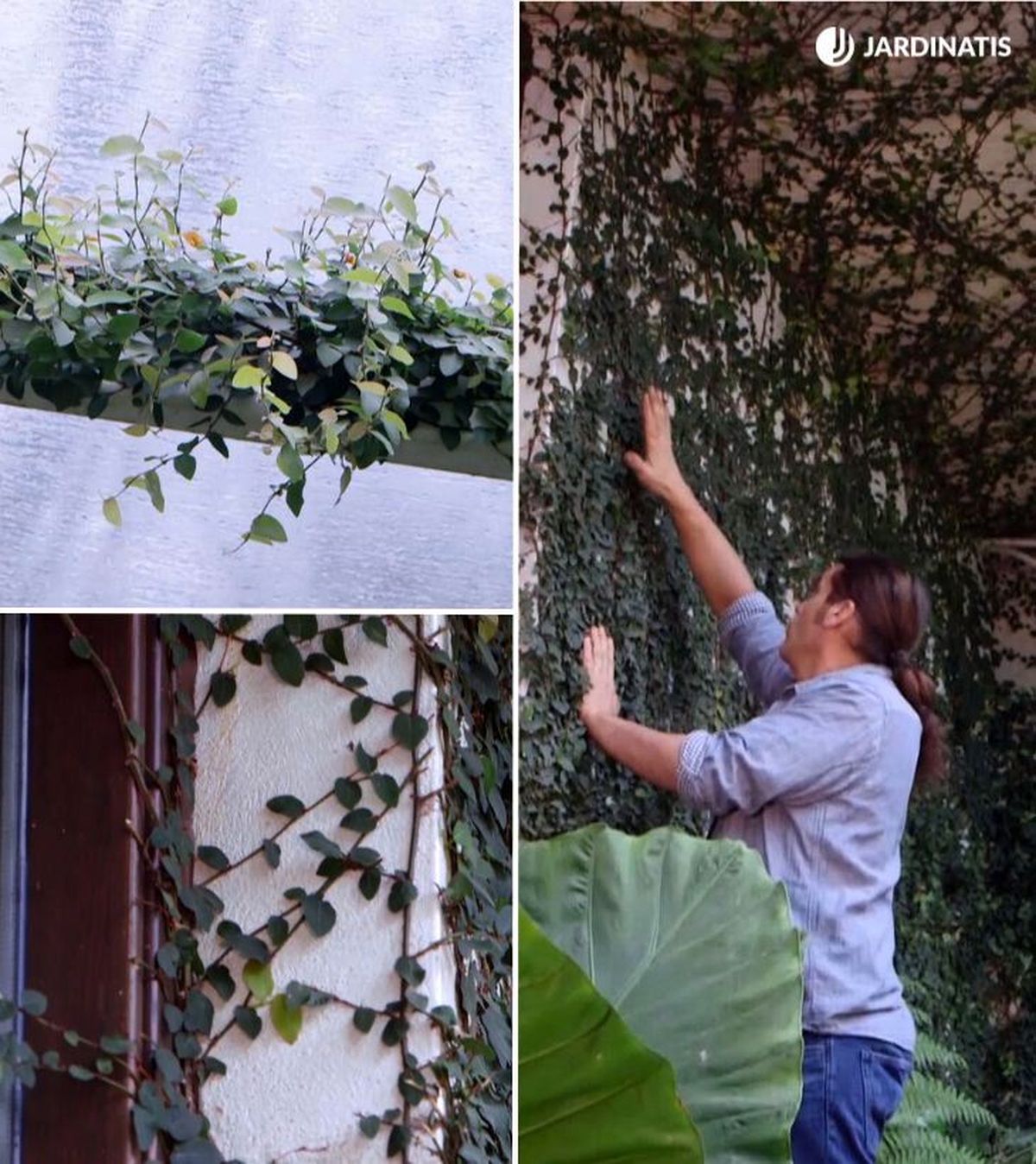 ficus pumila cubre paredes