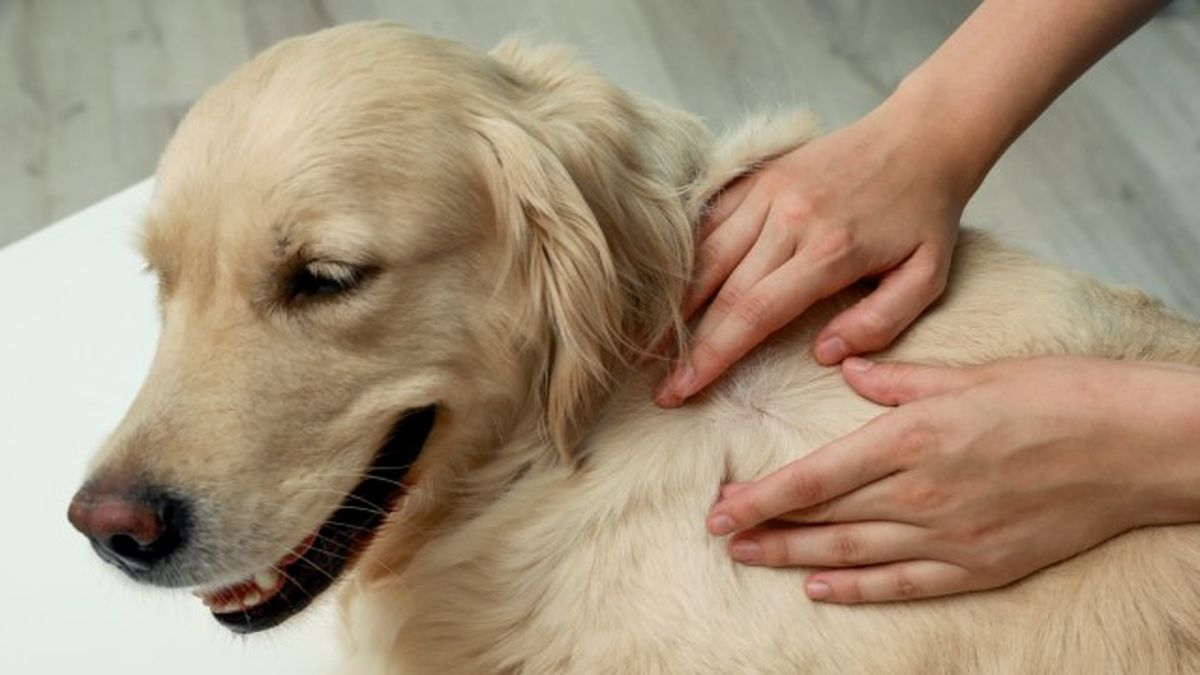 nombres para perros bonitos y originales 10