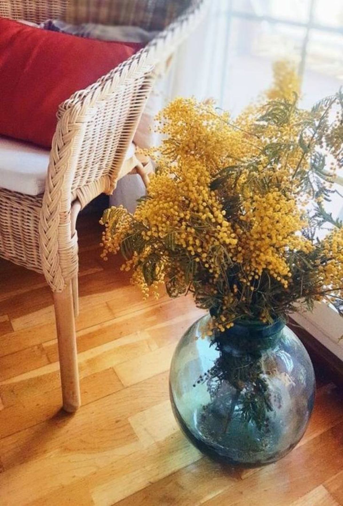 Damajuana decorada con acacia ligulata.