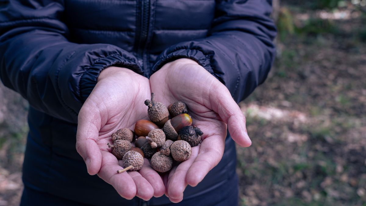 No hay que tratar todas las semillas por igual