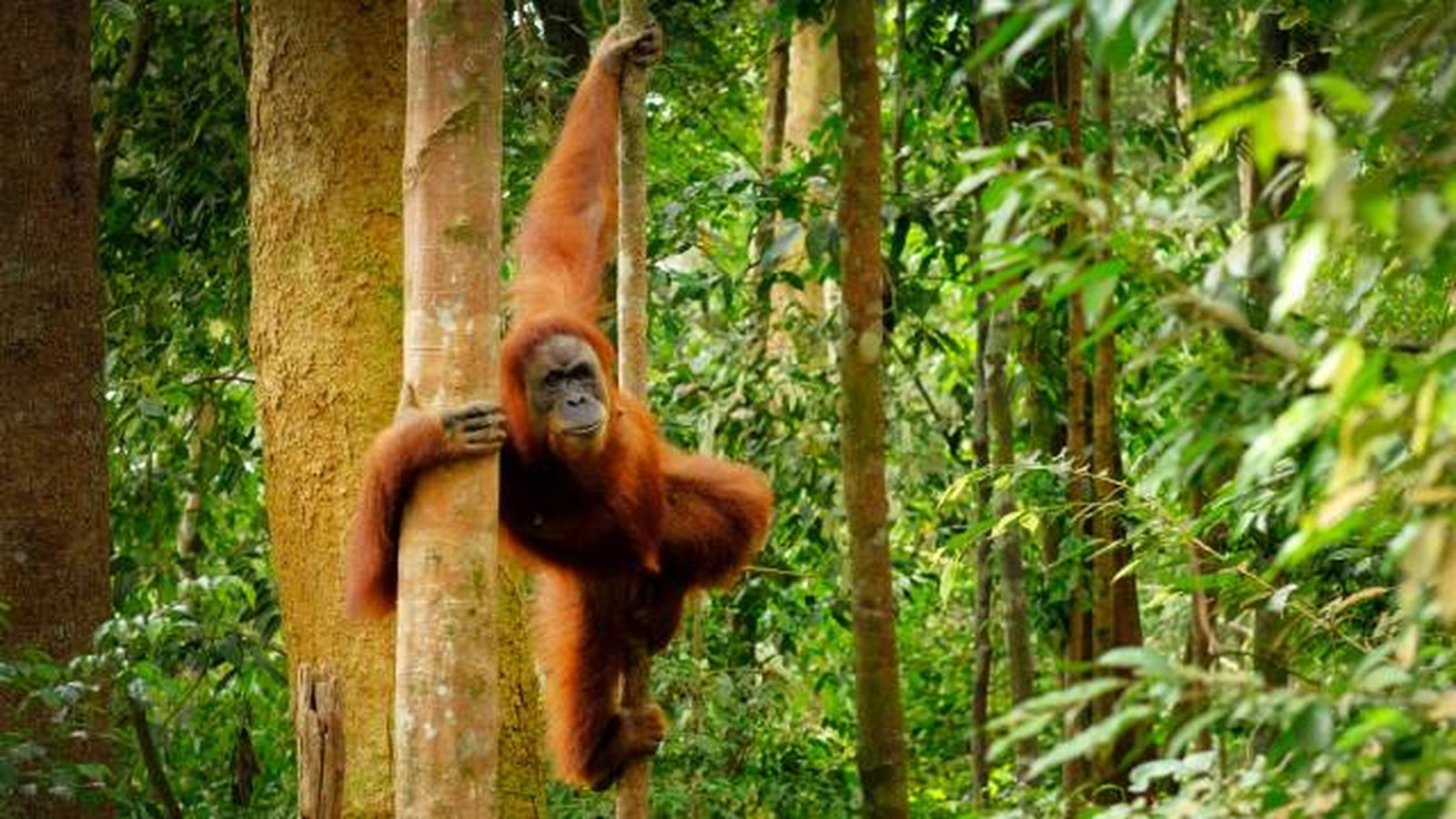 orangutanes donde viven arboles islas sudeste asiatico