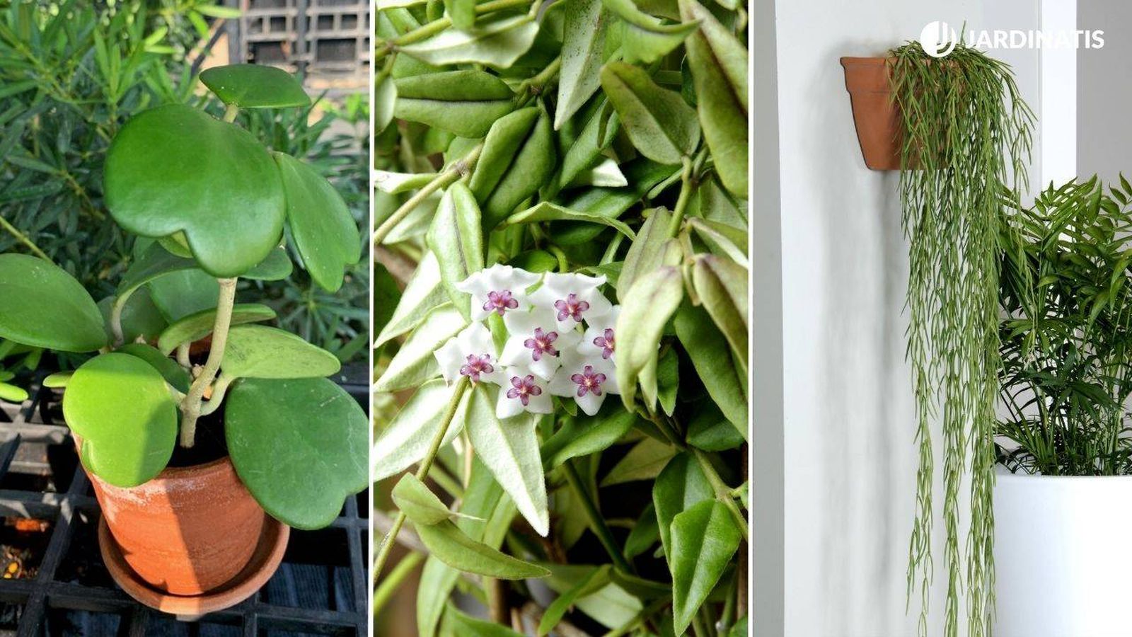 Hoya kerrii Hoya bella Hoya linearis Hoya kerrii Hoya bella Hoya linearis