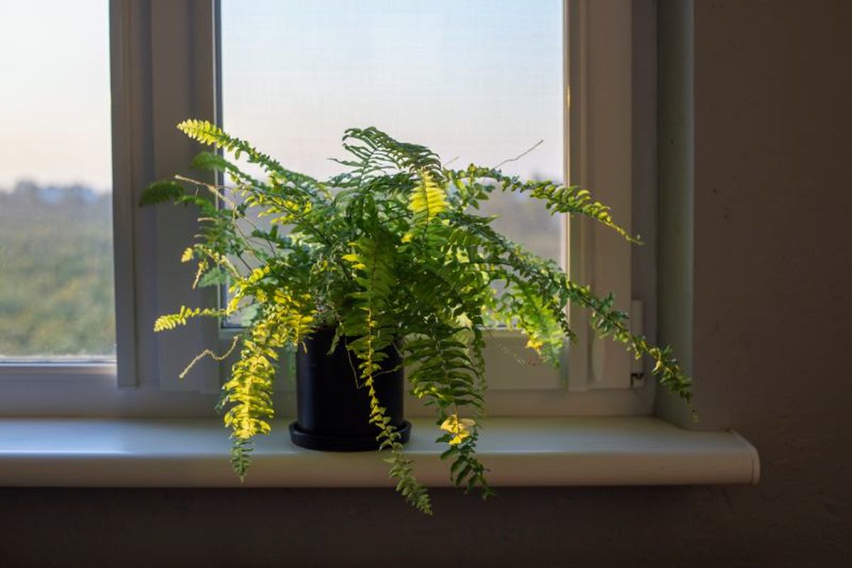 Los helechos en el alféizar aportan un toque de frescura y un encanto natural único