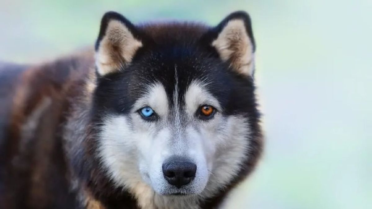 perros que parecen lobos husky