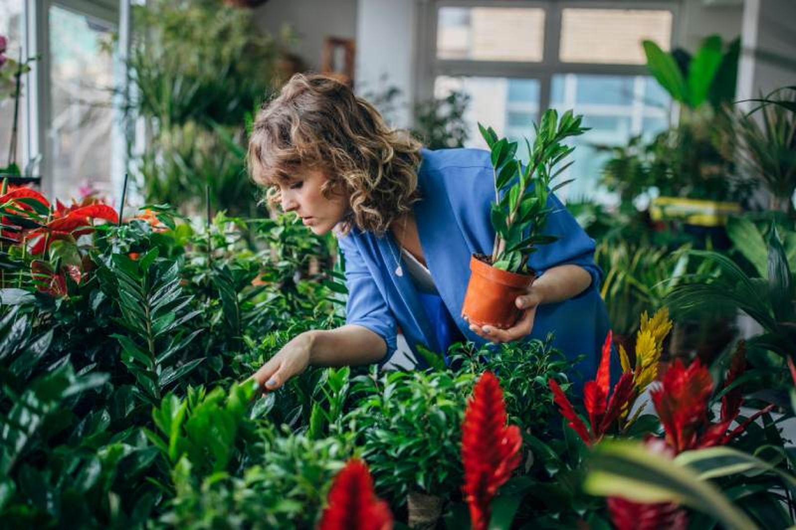 Comprar la primera planta es una experiencia única.