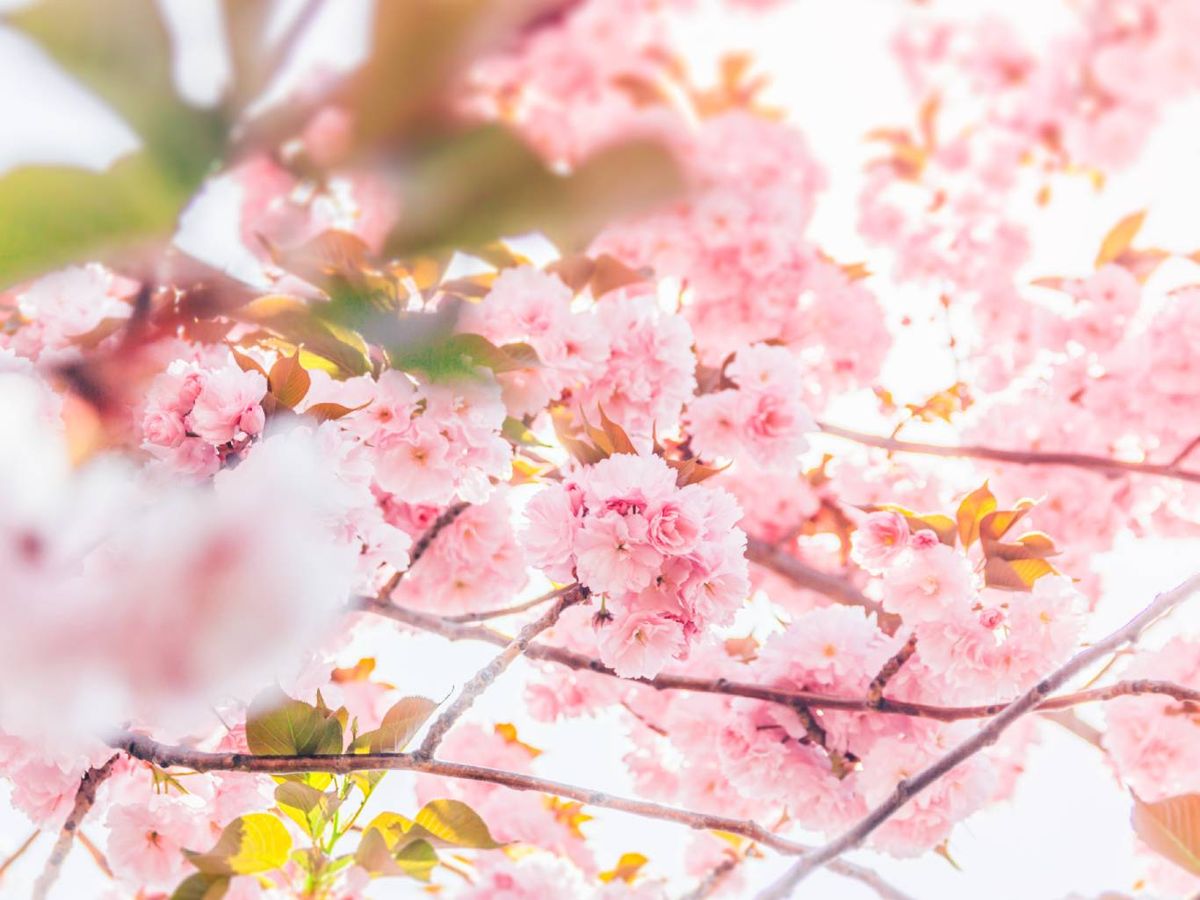 La regla es muy clara y hay que seguirla: solo se quita lo que molesta al crecimiento natural.