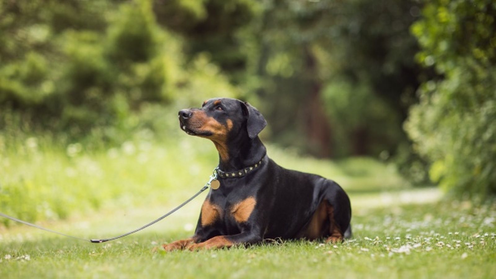 doberman 8 doberman 8