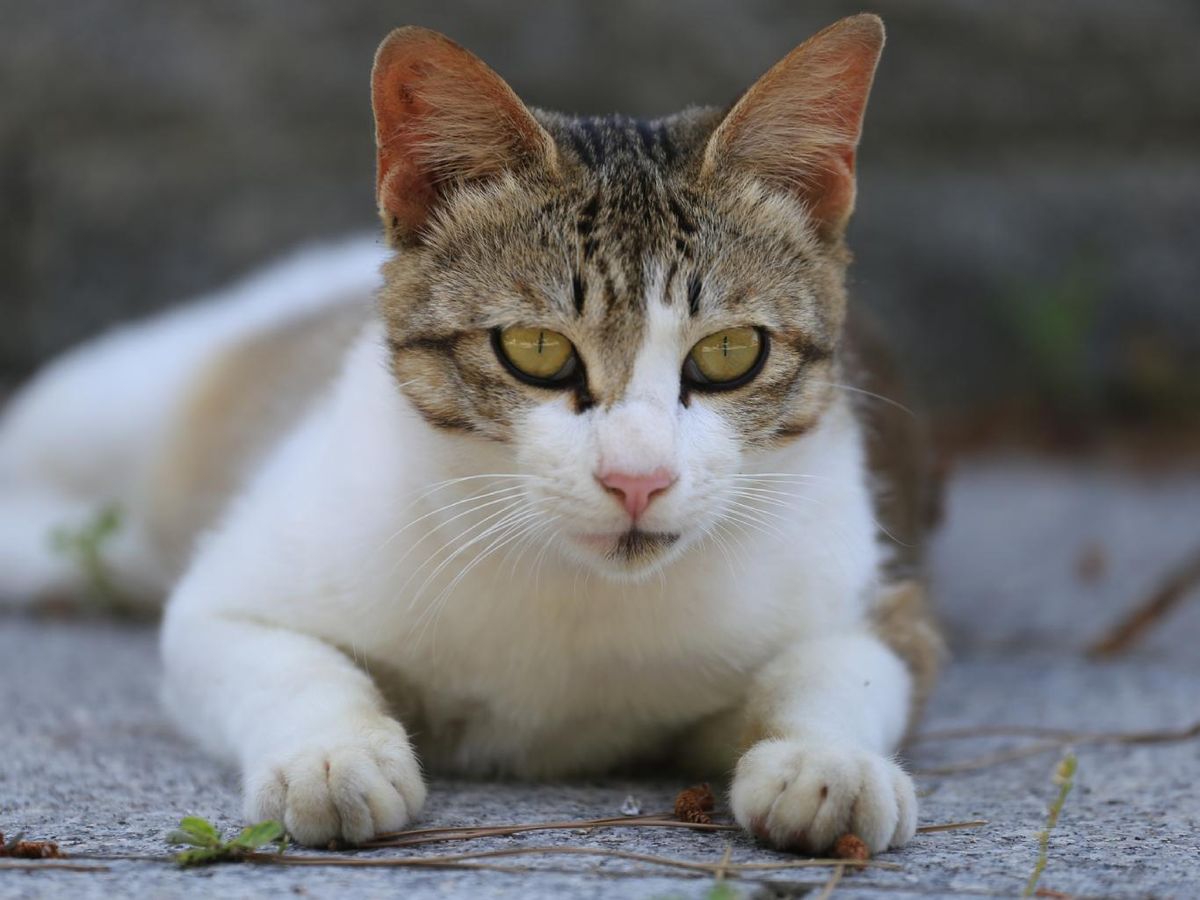 Gato con rasgos de macho y falso tricolor, con pelaje tubby y blanco.