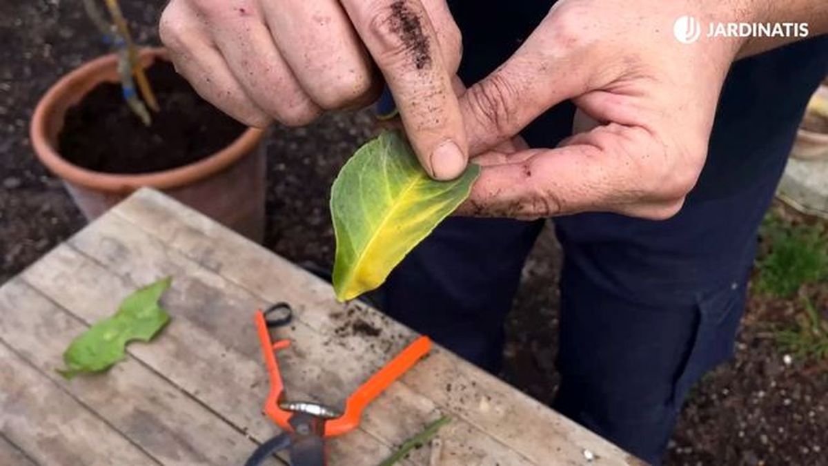 hojas amarillas de limonero causas y soluciones jardinatis 23 32
