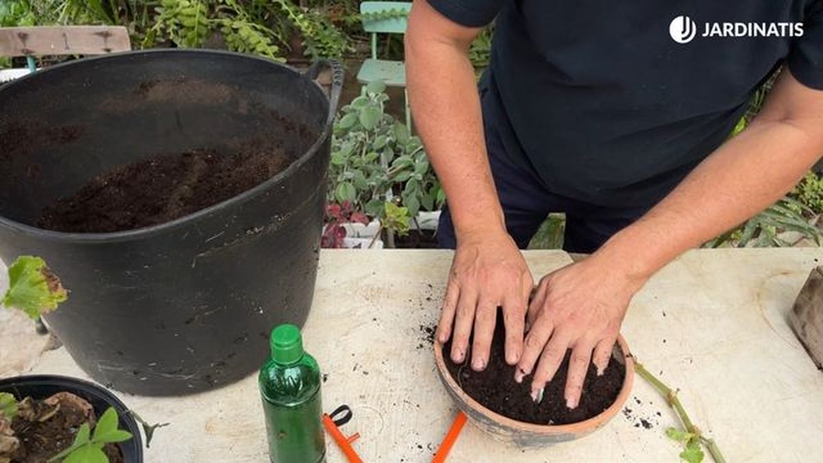 sustrato para geranios