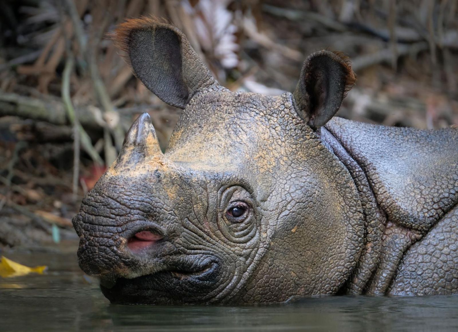 Rinoceronte de Java (Rhinoceros sondaicus). Rinoceronte de Java (Rhinoceros sondaicus).