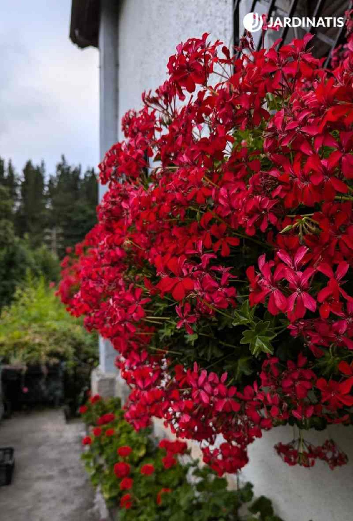 Su porte colgante es muy decorativo