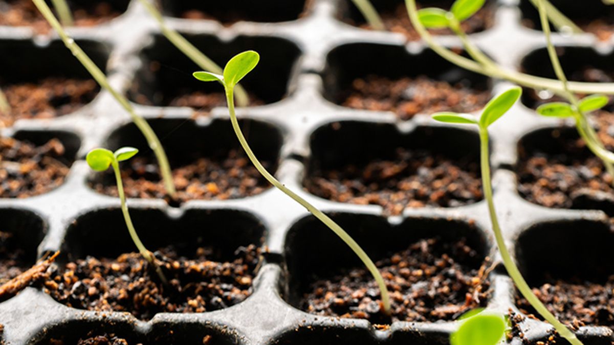 como sembrar semillas zinnia en semilleros