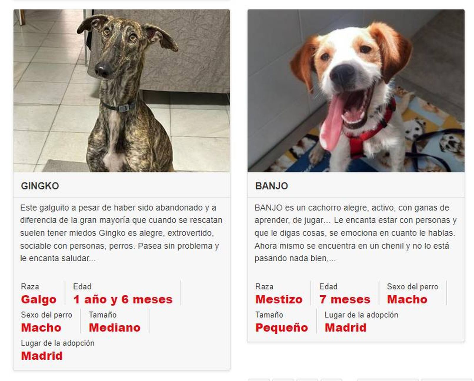 kiwoko buscador de animales en adopcion provincias espana