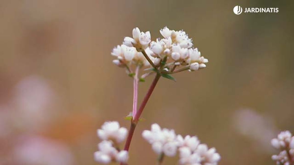 flores persicaria microcephala red dragon deco 591 jardinatis