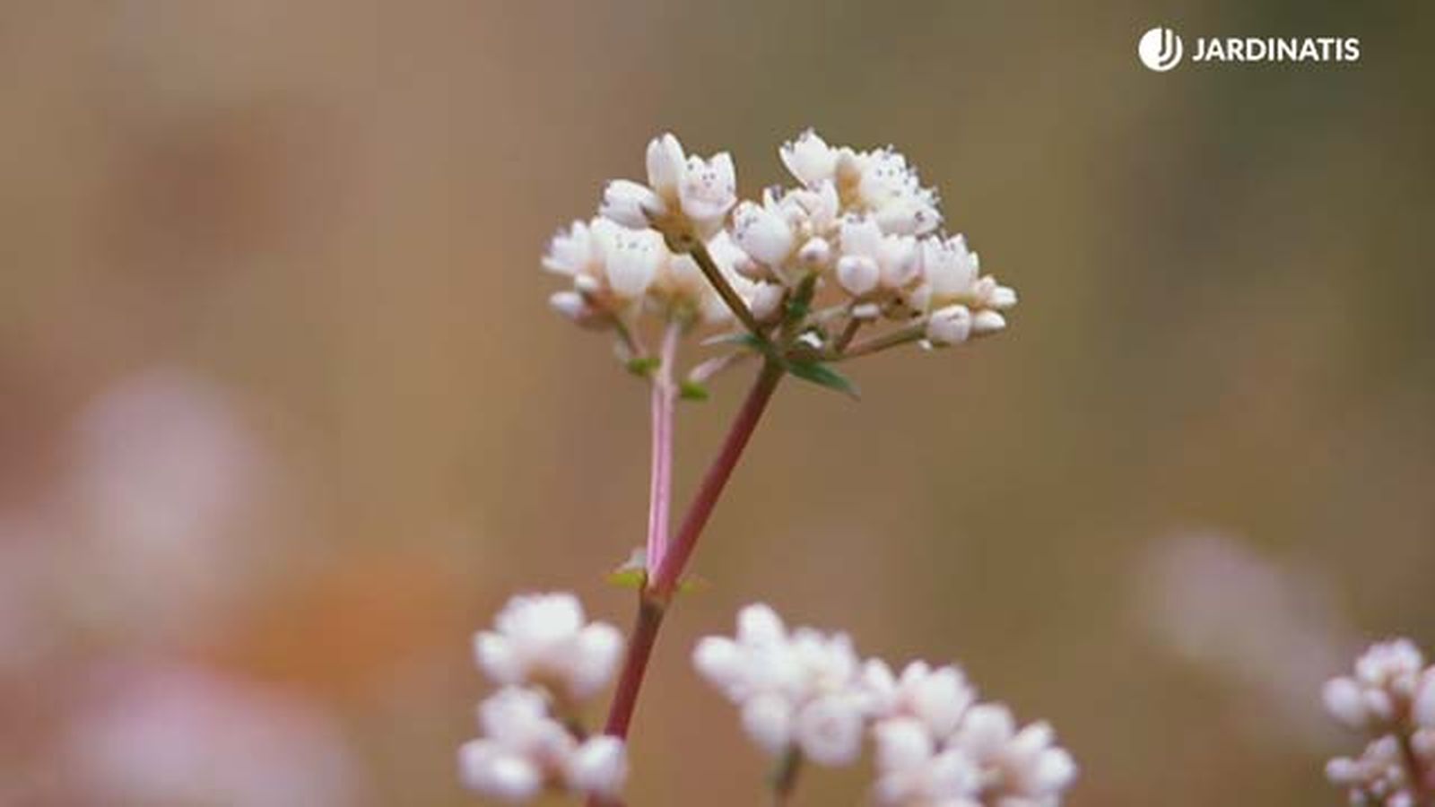 flores persicaria microcephala red dragon deco 591 jardinatis flores persicaria microcephala red dragon deco 591 jardinatis