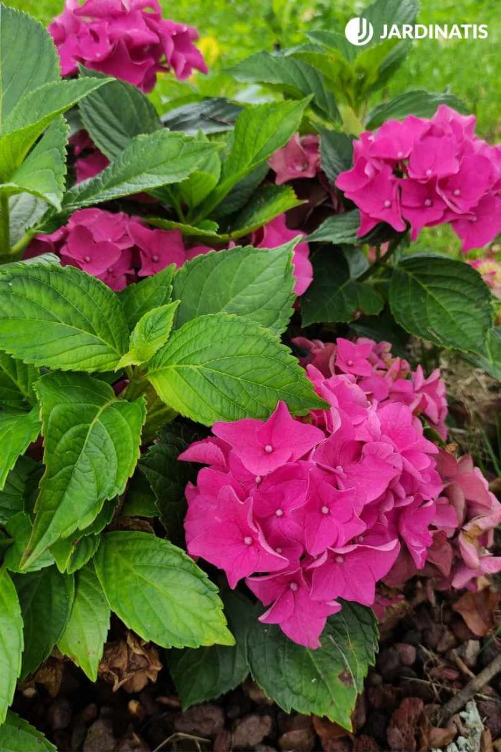 Hortensia de flor fucsia Hortensia de flor fucsia