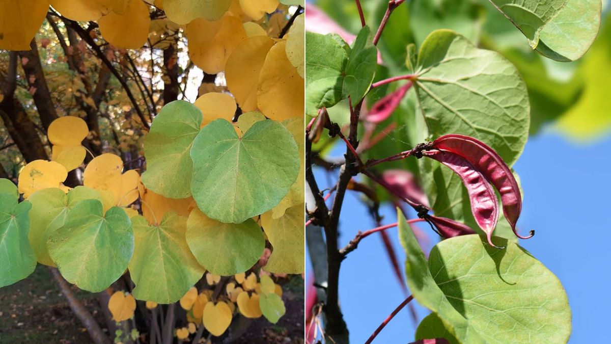 hojas y vaina de semillas del arbol del amor