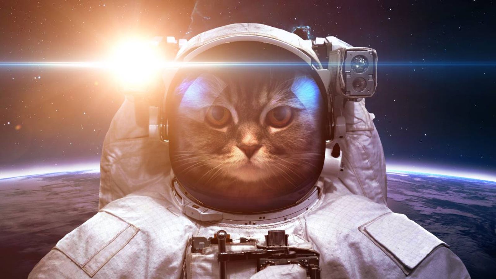 animales espacio xl