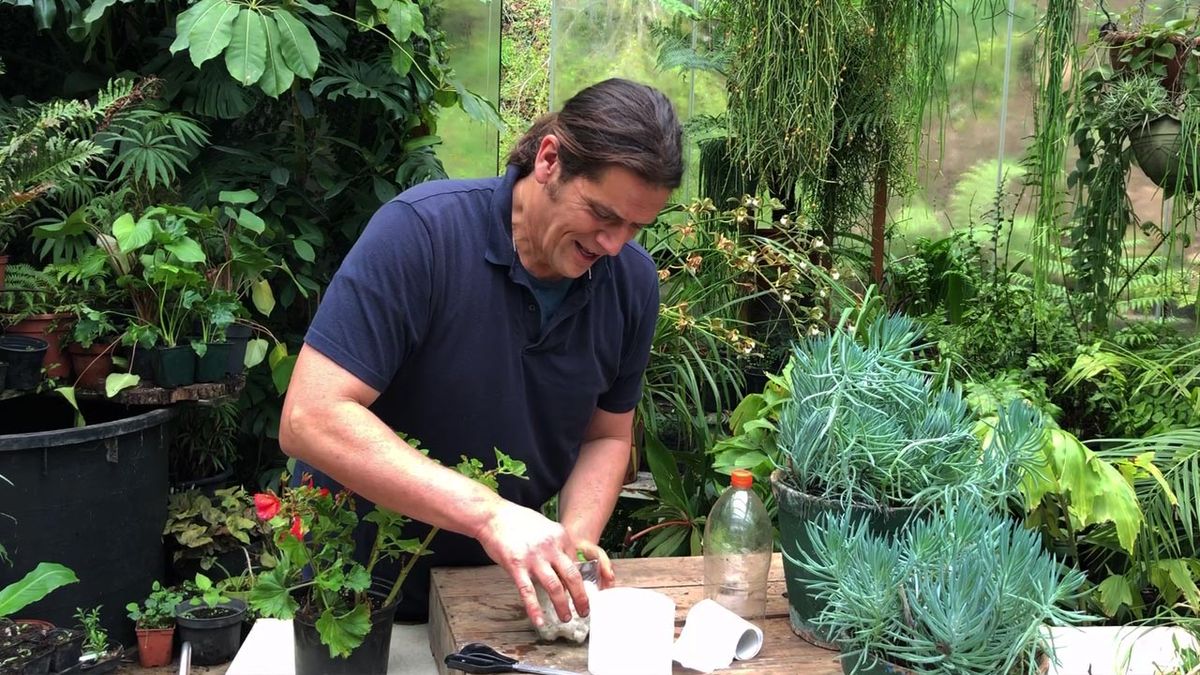 como esquejar con papel higienico paso 5