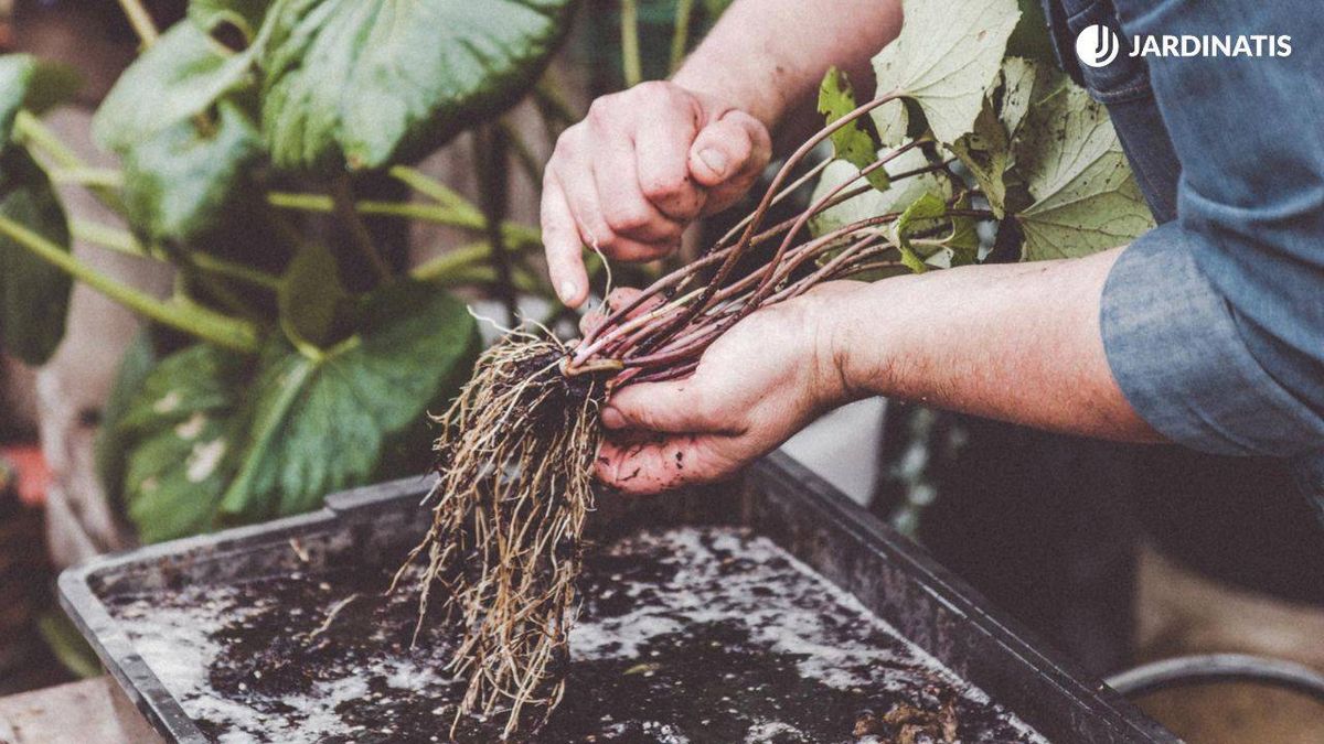 La división de mata es una técnica que permite multiplicar y rejuvenecer las plantas