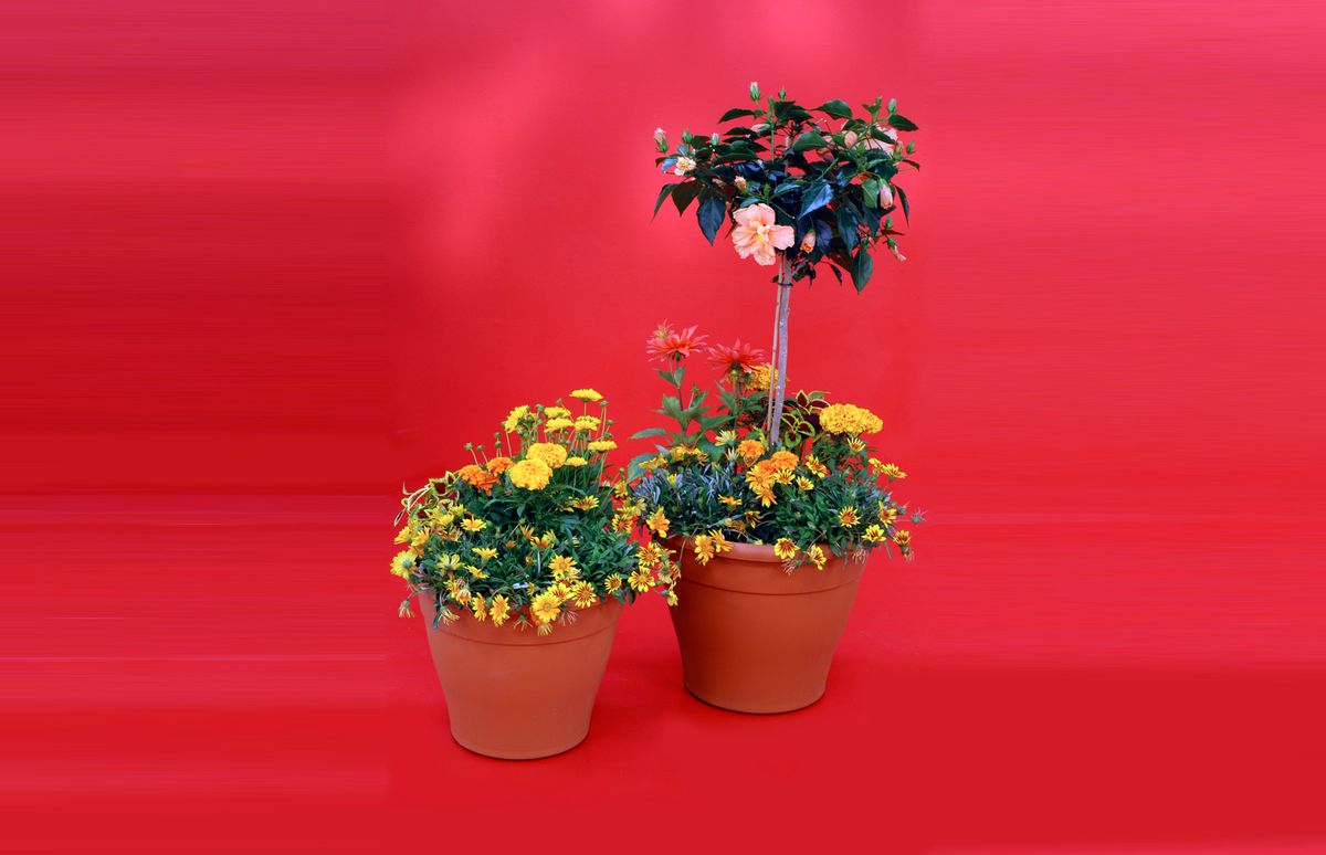 composicion hibisco xl