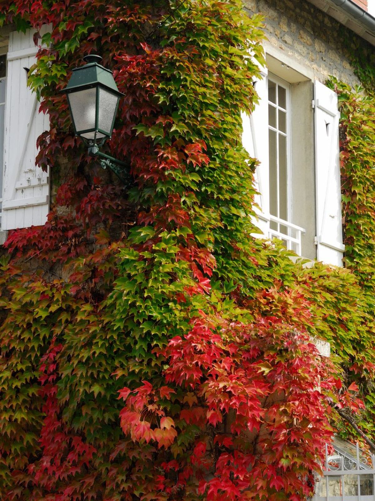 hiedra de boston parra virgen sobre la fachada de un edificio