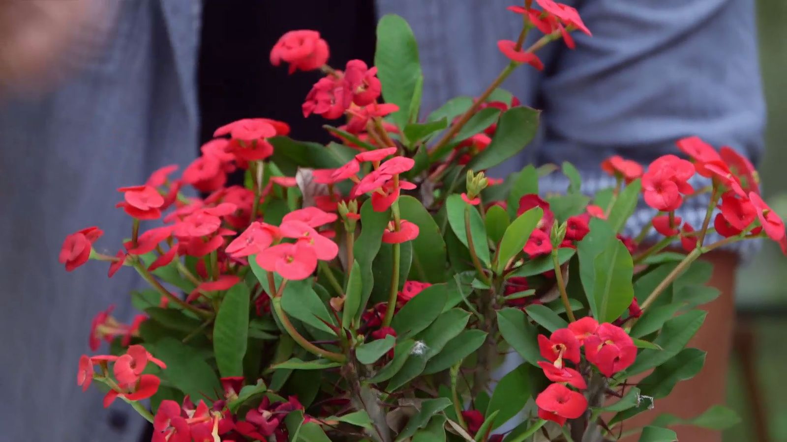 brico 952 3 euphorbia mii caracteristicas brico 952 3 euphorbia mii caracteristicas