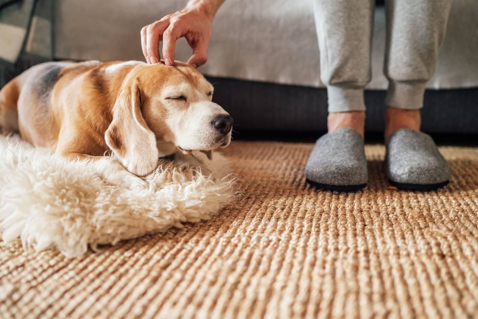 Introducir a un nuevo perro en casa es un momento maravilloso y emocionante, supone un pequeño reto.