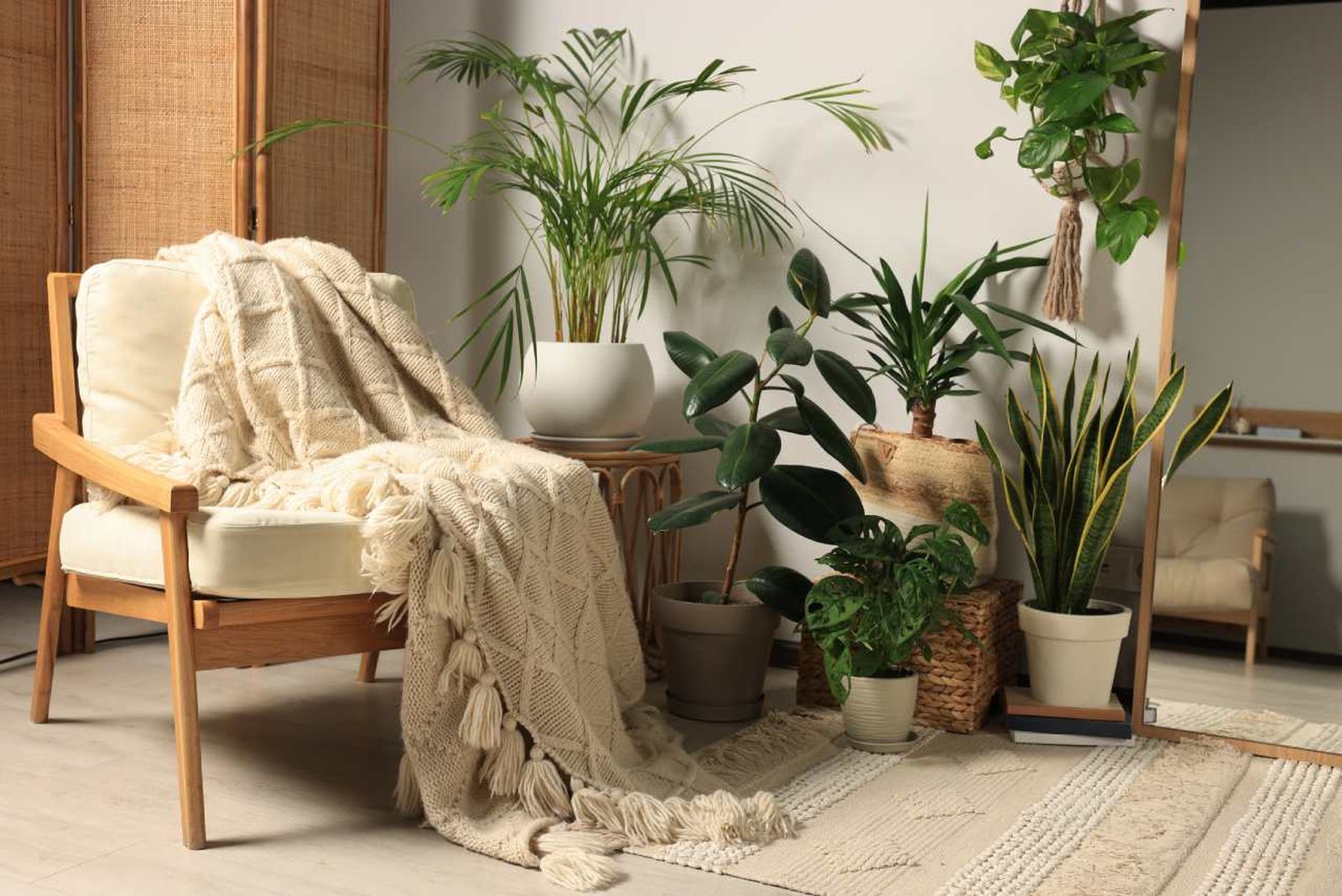 Las rebajas son el momento perfecto para ampliar tu colección de plantas.