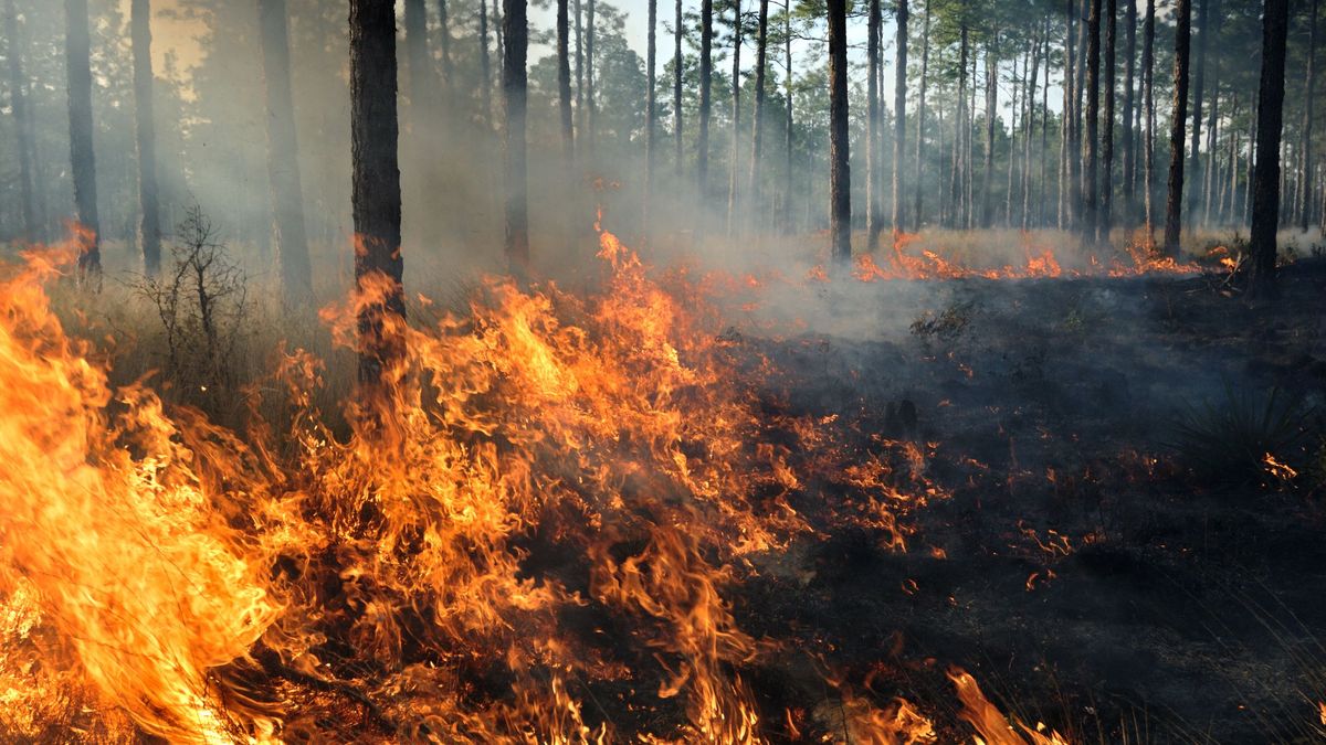 Existen semillas resistentes al calor gracias a su cubiertas dura que impide la entrada de agua