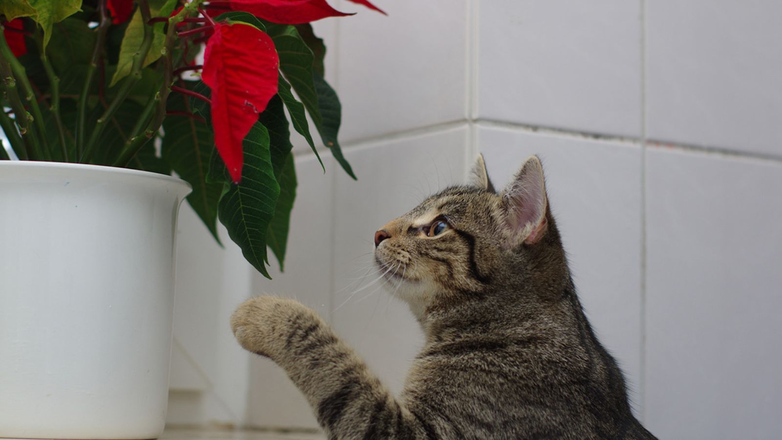plantas toxicas animales plantas toxicas animales