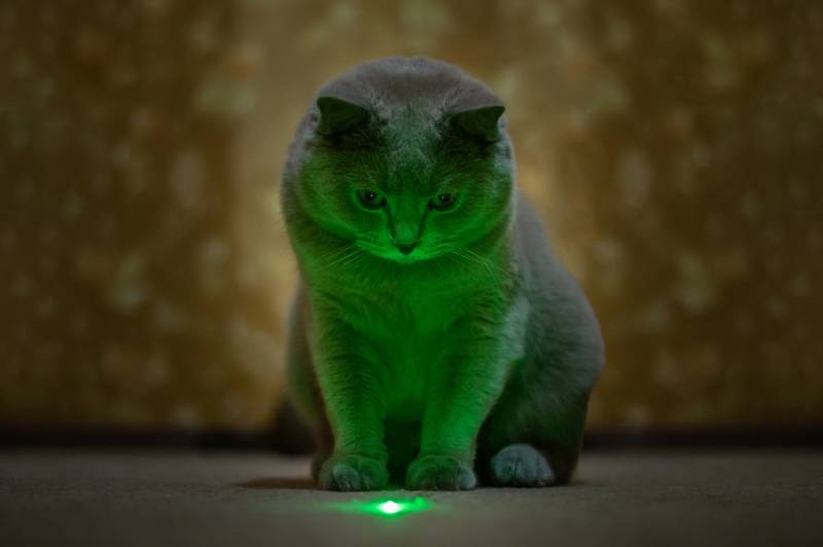 El juego con láser es una excelente forma de mantener a tu gato activo y en forma. El juego con láser es una excelente forma de mantener a tu gato activo y en forma.
