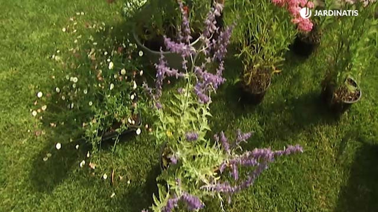 planta salvia rusa brico 658 jardin planta salvia rusa brico 658 jardin