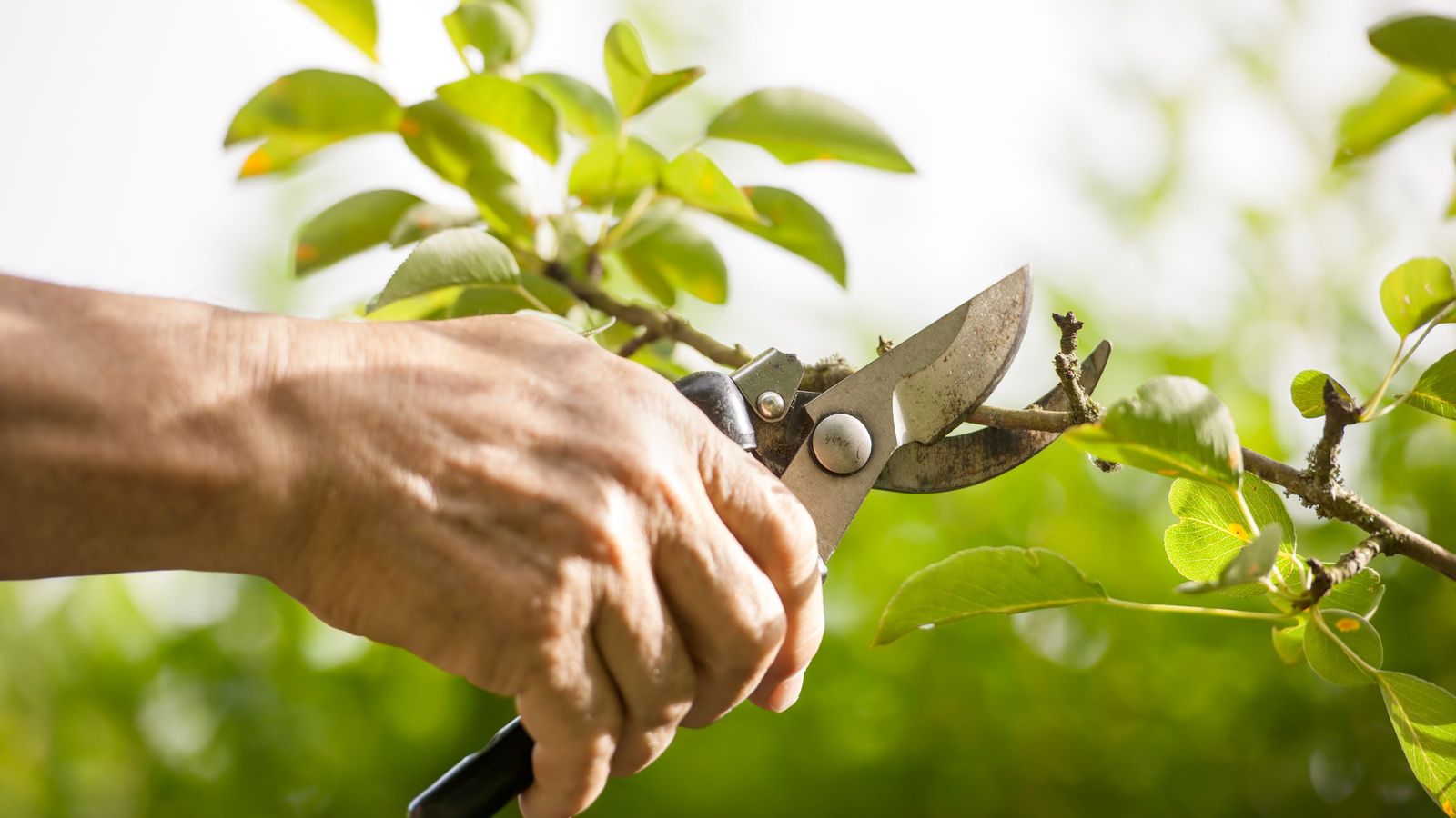 La clave está en adaptar la poda a la planta