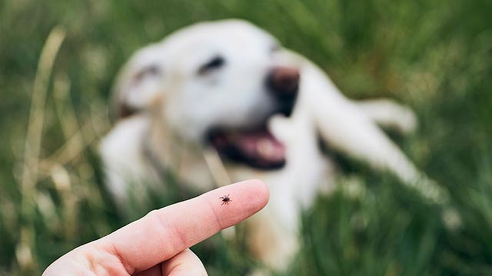 desparasitar mascota mensualmente 9 garrapata perro desparasitar mascota mensualmente 9 garrapata perro