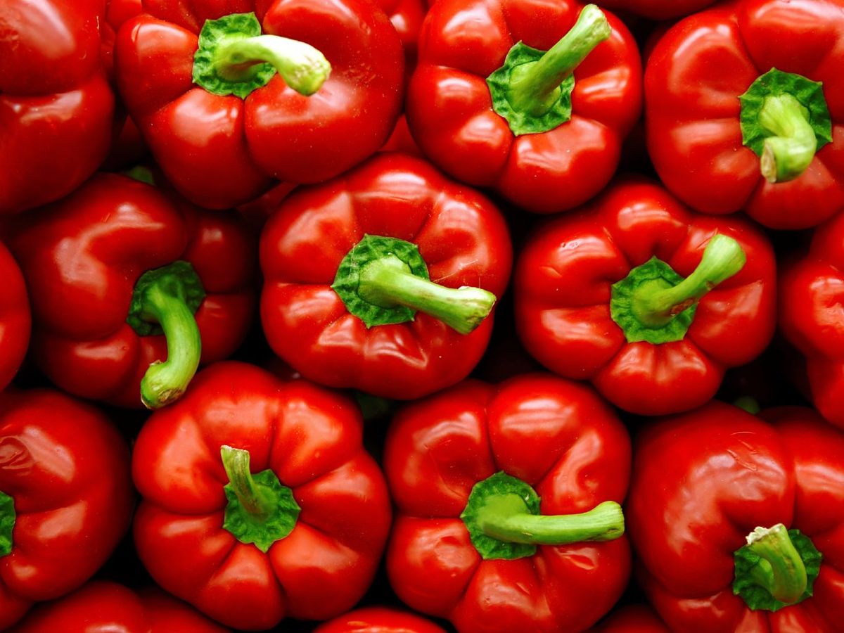 Muchos pimientos rojos son verdes al principio y cambian de color a medida que maduran