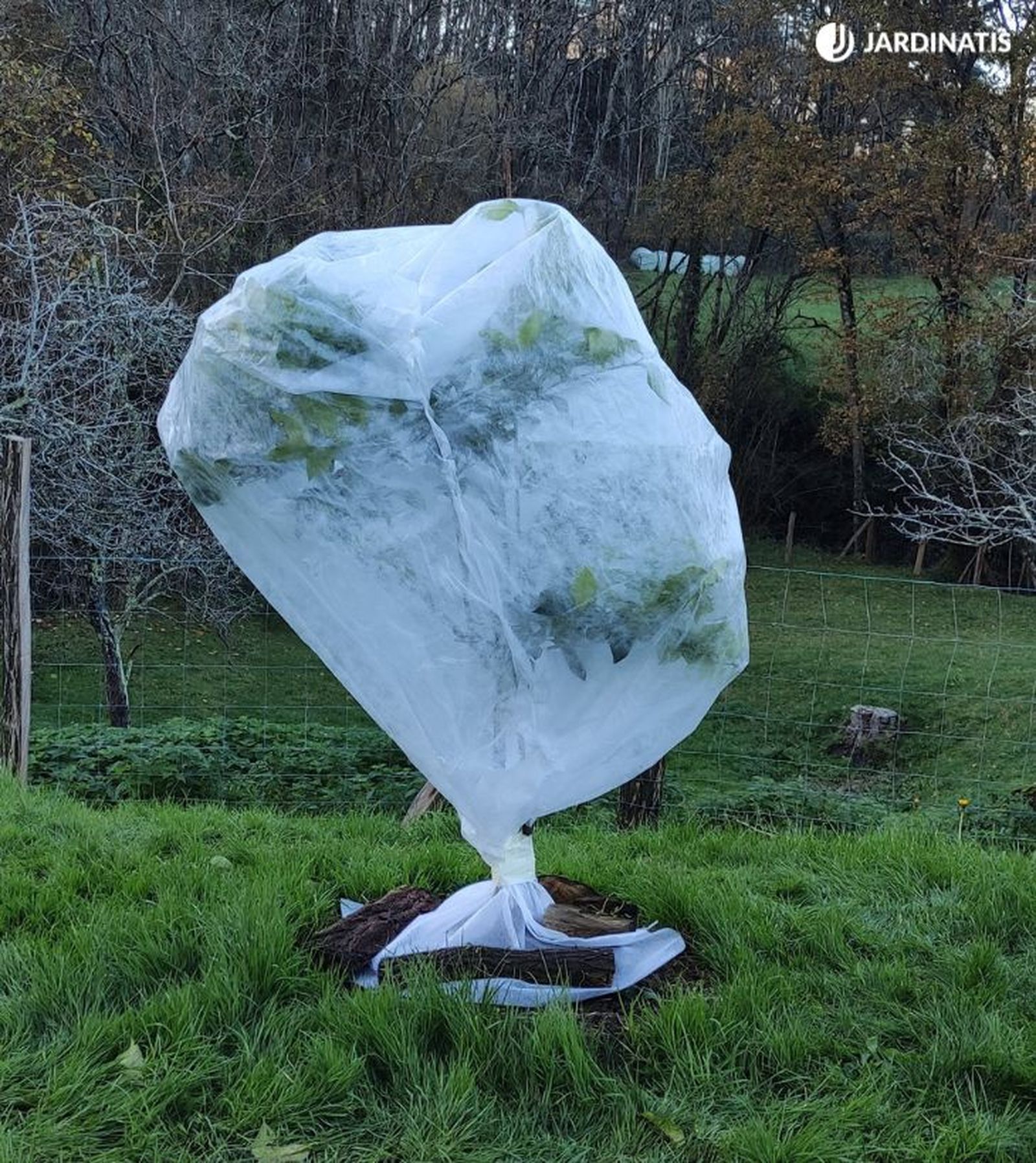 naranjo protegido de las heladas naranjo protegido de las heladas