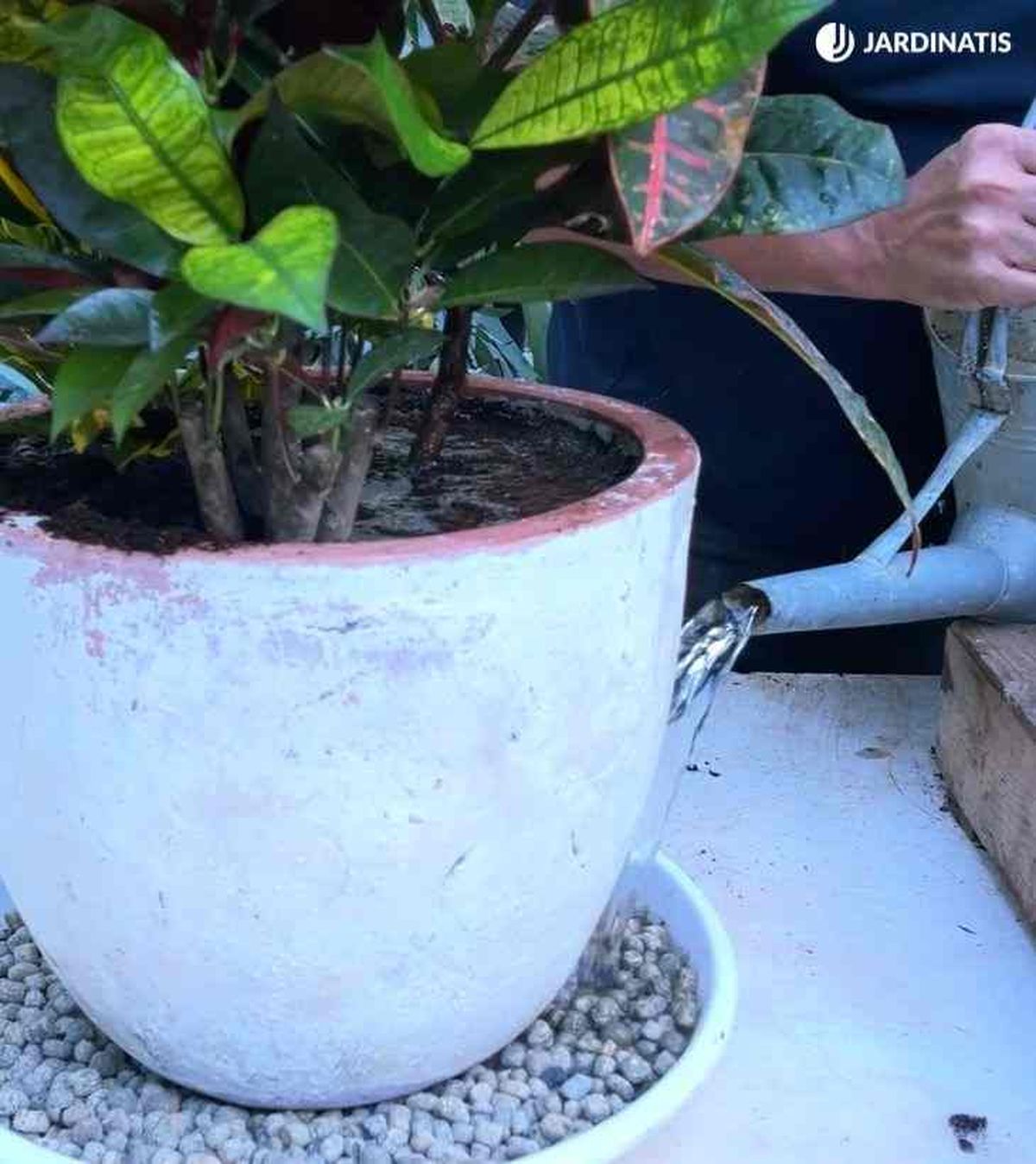 aumentar humedad ambiental croton